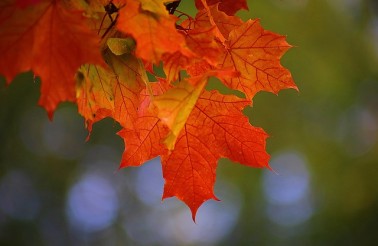 autumn-2726242_640